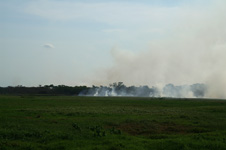 Incendie, feu sur le Pantanal